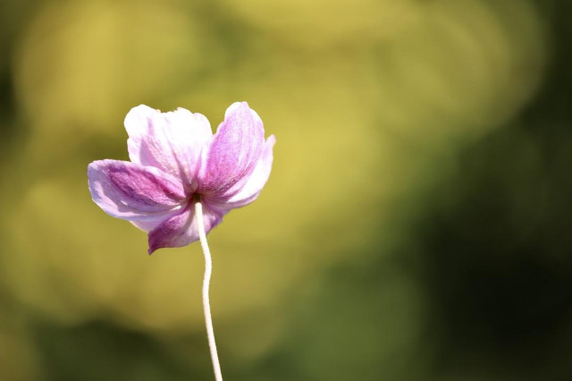 my favorite Cosmos flowers or maybe they are Japanese Autumn Anemone are still doing quite well here in Yorkshire. 
Lovely pink, red and yellow colours