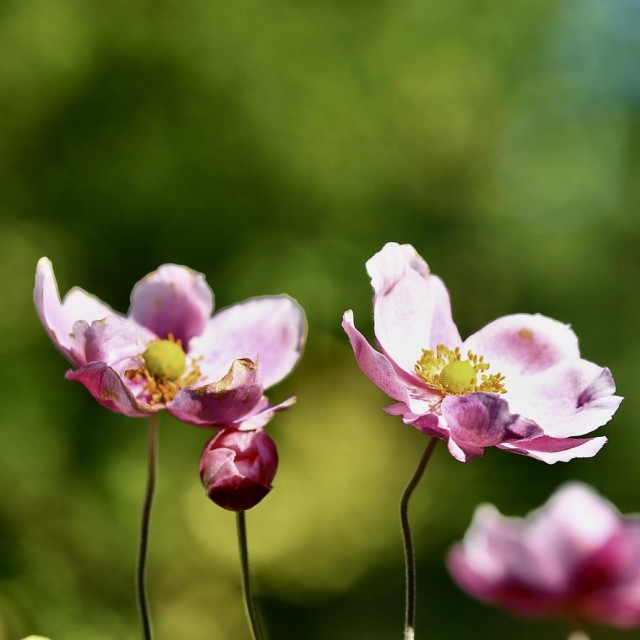 my favorite Cosmos flowers or maybe they are Japanese Autumn Anemone are still doing quite well here in Yorkshire. 
Lovely pink, red and yellow colours