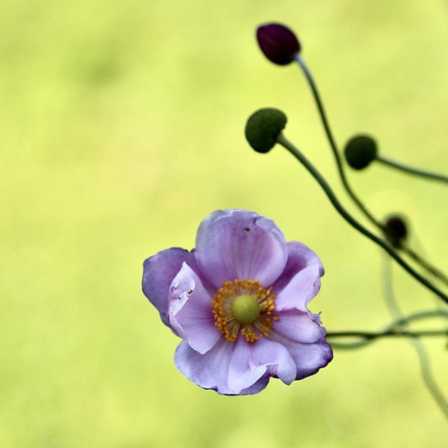 my favorite Cosmos flowers or maybe they are Japanese Autumn Anemone are still doing quite well here in Yorkshire. 
Lovely pink, red and yellow colours