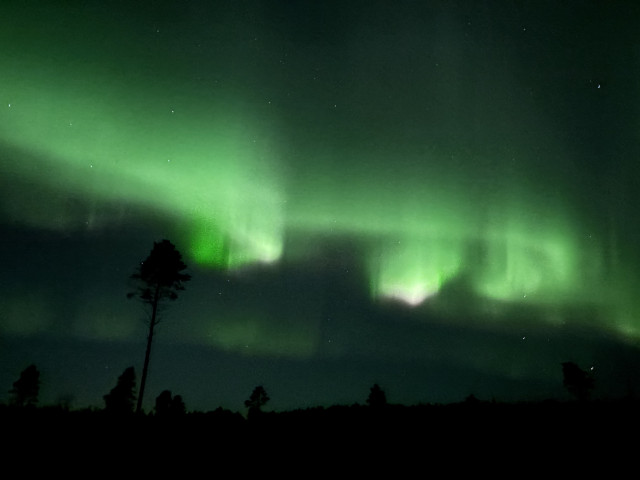 Swirling aurora above the silhouette of a forest 