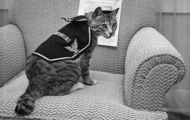 Black and white photo of a small domestic cat with tiger stripes and a white muzzle. She sits on an arm chair while wearing a small decorated uniform. 