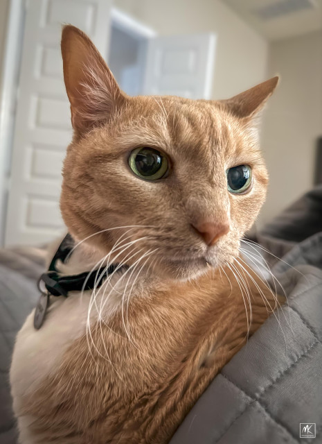 Close up color photo of the head and shoulders of a large ginger tabby cat that is emerging from and still partly covered by a blanket. It has a skeptical look on its face. 