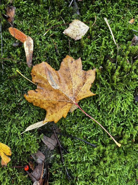 Maple leaf on green moss plus a few other smaller leaves as if set in arrangement