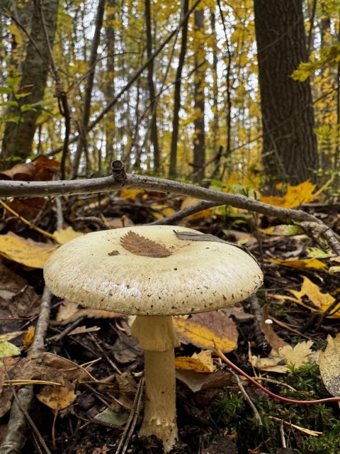 Light mushroom standing confidently with leaves around and trees in the background 