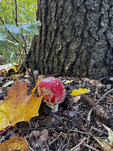 Red round mushroom with dirty spots beside a tree trunk and one maple leaf touching