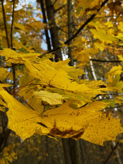 Yellow maple leaves still on the tree and loads of their comrades in the background 