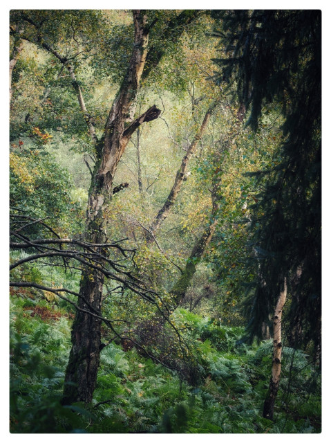 Silver birch trees in early autumn on a hillside