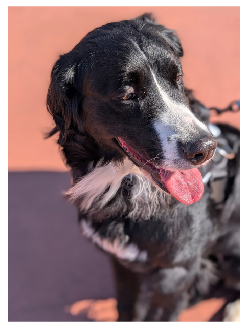 daytime in direct sunlight. high angle view if a large black dog with white markings, looking to the left. the background is two bands of color, peach and purple. 