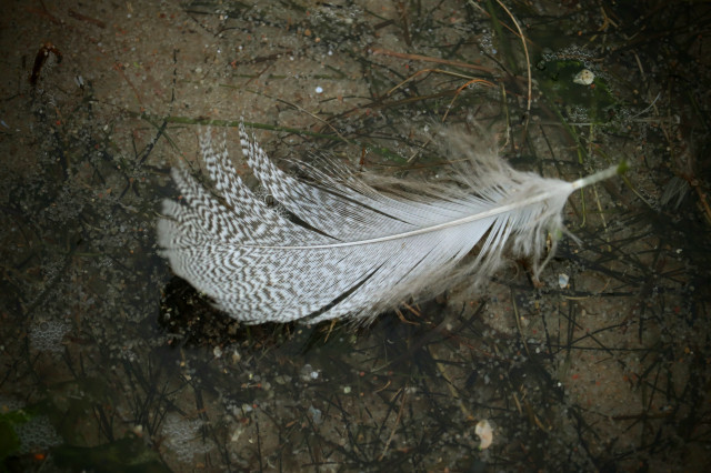 Eine Vogelfeder schwimmt im flachen Uferwasser.