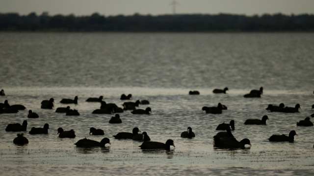 Viele Blässhühner schwimmen auf dem Wasser der Schlei.