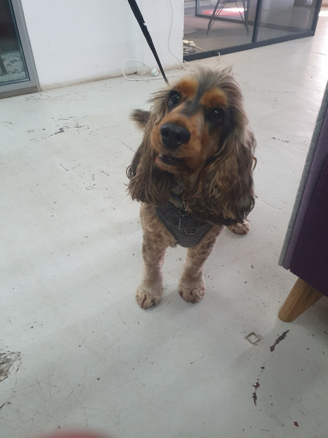 A spaniel with long eyelashes