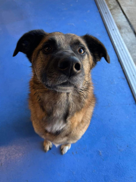 A brown and black fur Norwegian elkhound mix sitting and starting at the camera.