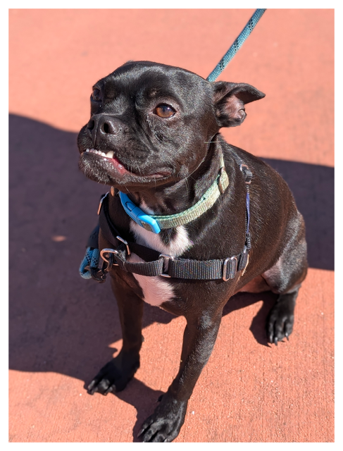 high angle 3/4 view of a black boston terrier on leash and harness. chin up, looking directly ahead, to the viewer's left. the background is terra cotta-colored concrete. 