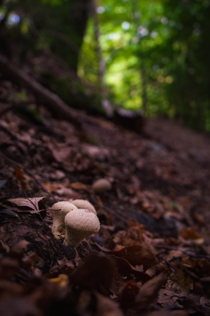 Fotografía donde se ven en primer plano en la zona izquierda unas setas en un camino de bosque con hojas de otoño.