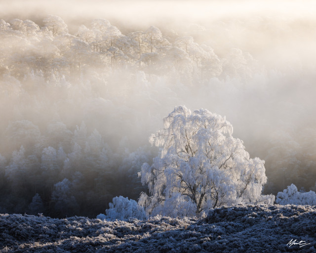 hoar frost encrusted birch tree illuminated by sunrise with foggy woodland in the background