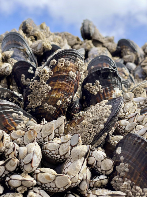 A close-up of a pile of barnacles and black mussels, showcasing their textured shells and barnacle growth. The background features a blue sky.