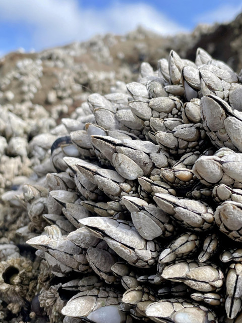 Close-up of barnacles clustered on a rocky surface, with a blurred natural background of blue sky and clouds.