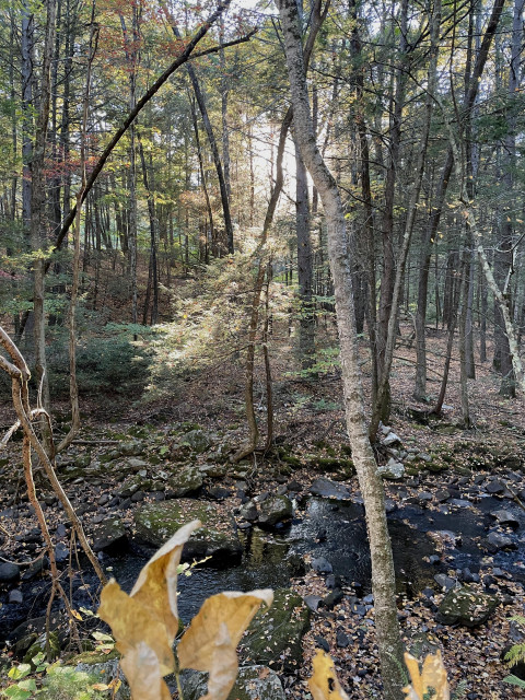 Standing on an embankment looking down on a brook that is about 15 feet wide. Close to the camera are several dried yellow leaves still attached to small branches. The water of the brook is surrounded by shoebox/sized rocks and both the rocks and water are covered with hundreds of fallen birch leaves. Across the brook are the woods and its forest floor of leaves and pine needles. There are many thin trees reaching into the sky, their branches and leaves lit up by the setting sun which is straight ahead.