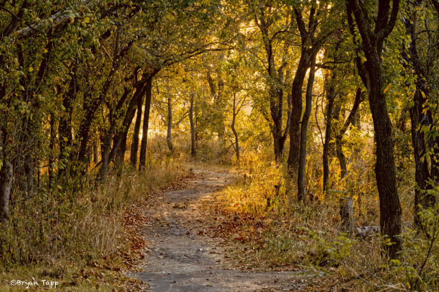 A trail passes through fallen leaves, trees and grasses toward a sunlit area.  Colors are that of early autumn.