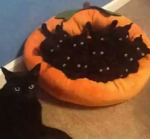 A Picture featuring a cat, lying down on the bottom left side of the image, staring directly at the camera/viewer. Behind them, there's a pumpkin bed with a big amount of kittens above it, to the point that it's essentially a void with multiple eyes poking out. I swear we're biblically accurate.