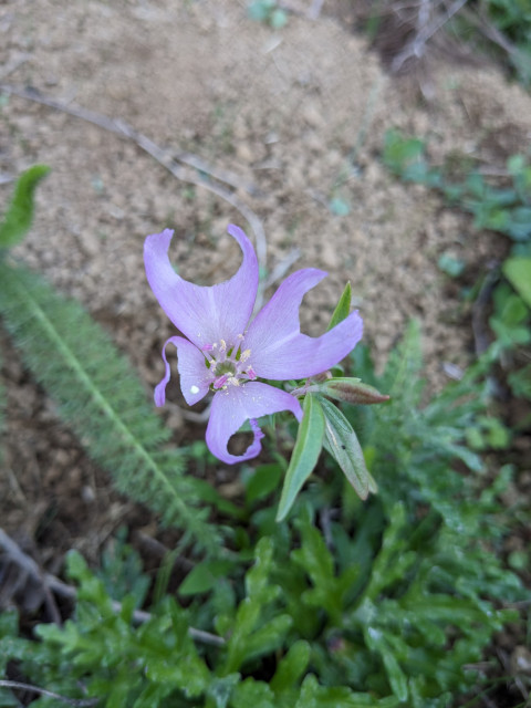 A pink flower against a background of brown dirt and short green plants. Each of the flower's four petals have a near perfect circle cut out of them by a leafcutter bee.