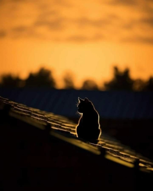 Kitty on a roof during sunset or sunrise.