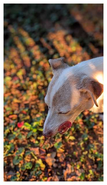 golden hour light. high angle view. just the head of jack, the terrier with short white coat and brown markings, mid-slurp with his tongue. the background is leaves and grasses in golden light, and jack's elongated shadow.