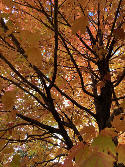 Looking up into a maple tree in the fall. The trunk and branches are dark, and the leaves are orange and red, glowing in the sun. 