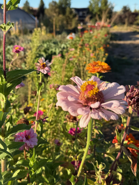 A row of end-season zinnias, trees and a greenhouse in the background.  