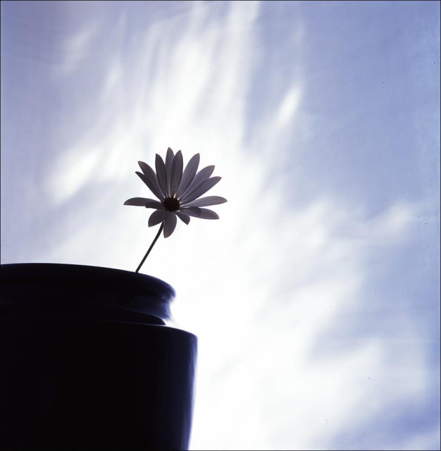 A single daisy in an antique blue pot silhouetted against a white cloud in a blue sky, 2005.