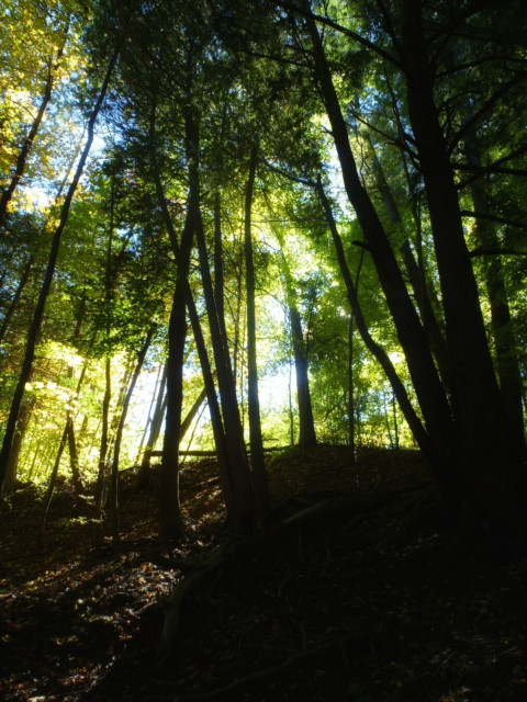 Looking up a hill covered in trees in the forest the sunlight shines through the pale green leaves.