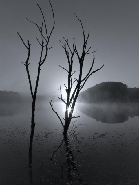 Monochrome photograph of a lake scene. Prominent in the foreground are two dead trees still standing in the water. A "star" of light shines between the two main limbs of the one on the right, which is caused by the rising sun that has just begun to top the tree lined landscape on the far side of the water. A mist lingers above the surface of the lake. In the foreground a group of leaves of small aquatic plants are illuminated by the light emanating from the sun.