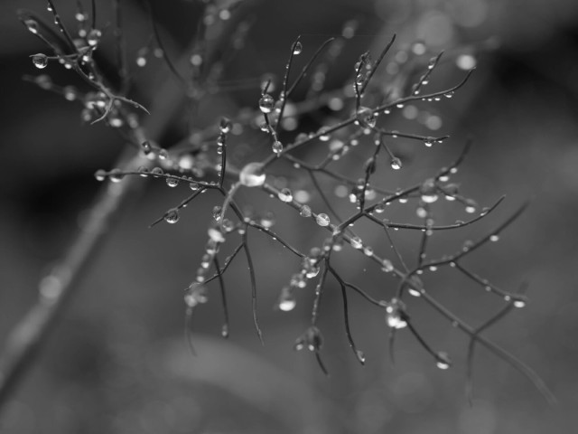 Monochrome photo of a part of some kind of plant that seems all twig, covered in round water droplets. Seemingly both hydrophobic, as the droplets are all fairly spherical, and hydrophilic, as they're all clinging to the plant. The shallow depth of field means that some are in focus and some are not.