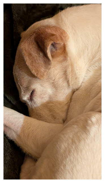 night. by lamplight. closeup of a small white terrier with brown markings curled up on a gray blanket, nose tucked in, eyes closed.