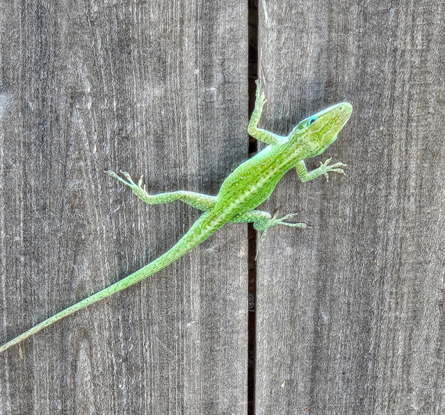 Scurrying across the old, weathered panels of a fence is a bright, almost neon, green anole.