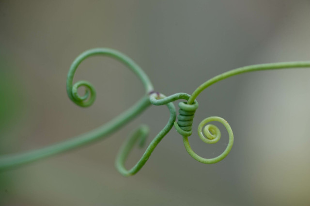 Photo of green plant tendrils from two plants curling into spirals against a blurred background. The darker of the two has also wrapped itself tightly several times around the other.