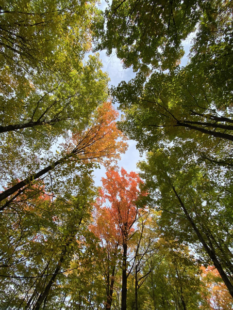 Looking straight up in forest. The tree trunks are like spokes in a wheel, all reaching to the center. Most of the leaves are still green but a couple in the center are vibrant orange and red