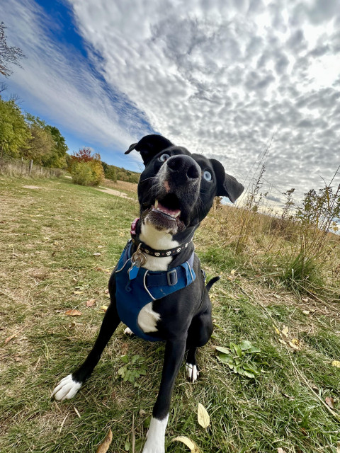 Bubbles the dog, mouth agape, staring in wonderment as she realizes I have a *second* tennis ball.