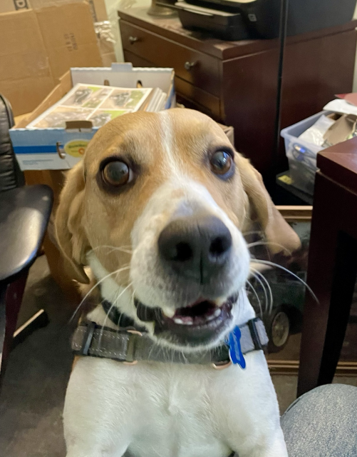 An incredulous beagle stares at the camera with an expression of disbelief.