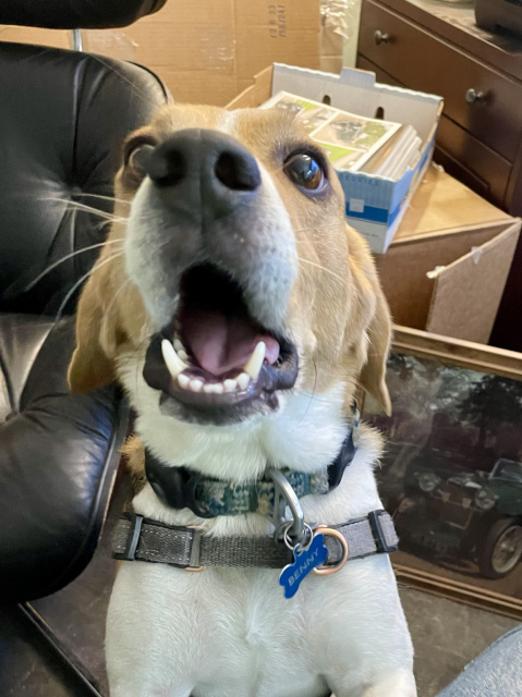 An incredulous beagle files a loud objection in the direction of the photographer.