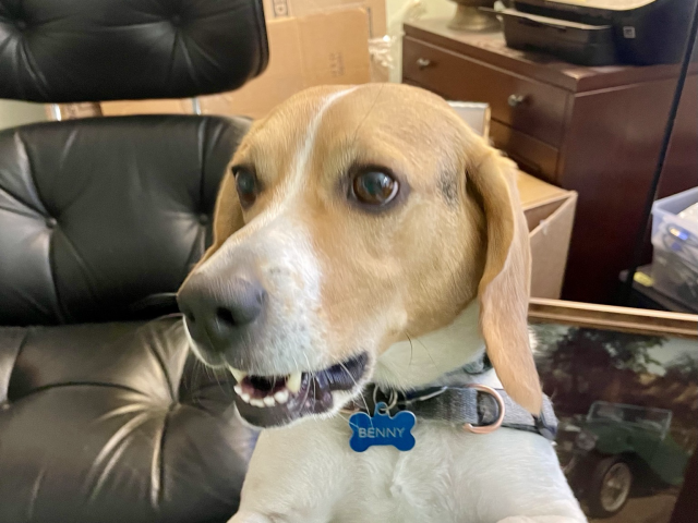 An incredulous beagle stares to the left with an expression of disbelief.