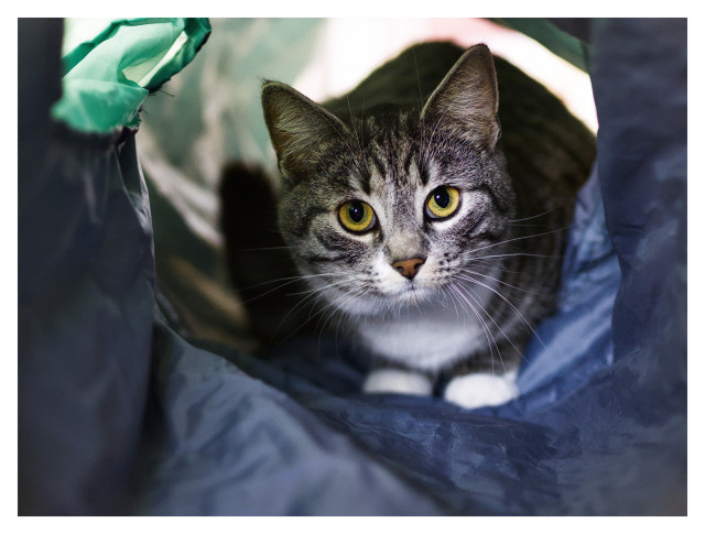 Katten Sonja sitter i sin blå tunnel och tittar in i kameran. En grön flärp syns uppe till vänster. 