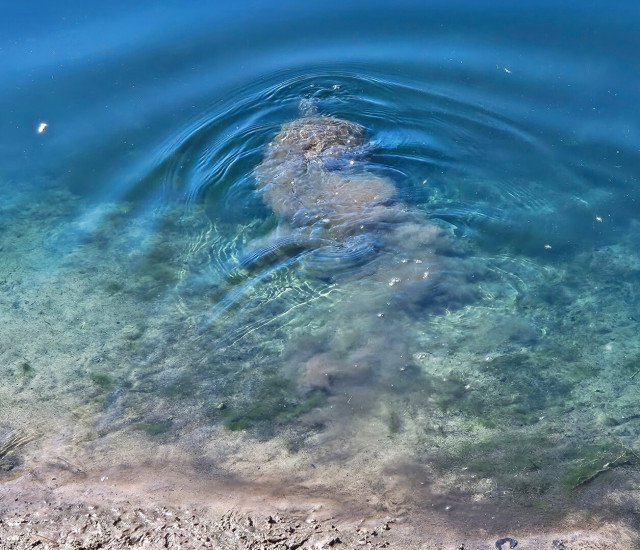 Edge of a small pond is the spot where a big Florida Softshell turtle has launched from the muddy bank into the blue waters, with a trail of smoke like mud swirling in the water as they swim away.