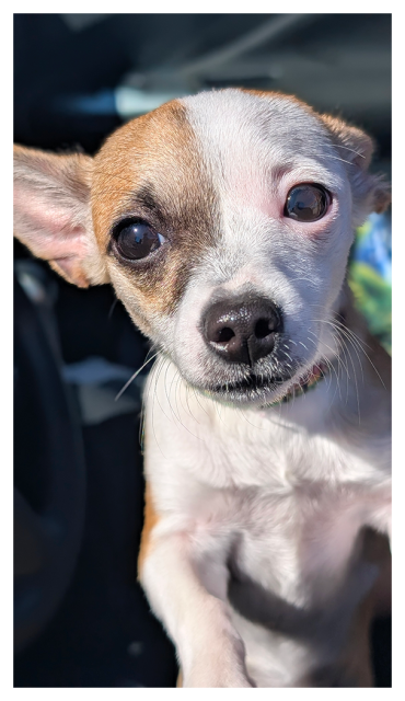 close-up of small chihuahua with short, white fur and brown markings poised on the opening of a car window, making eye contact. 