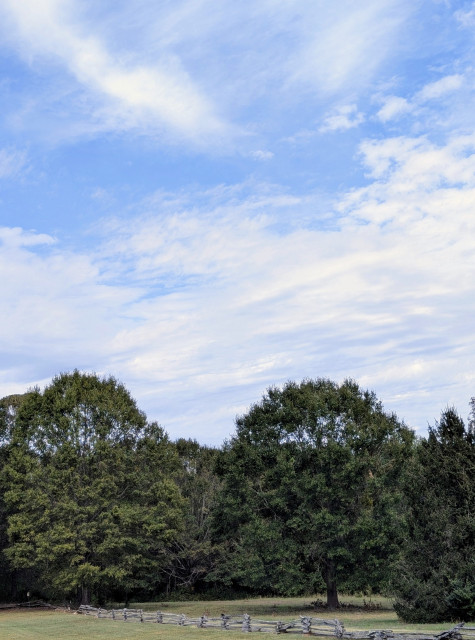 two grassy Fields divided by a split rail fence. the distant field, large oaks and an evergreen stand with a woods behind them. the sky above is baby blue with interesting clouds.