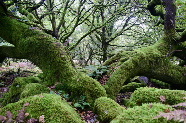 Mossy oak branches 