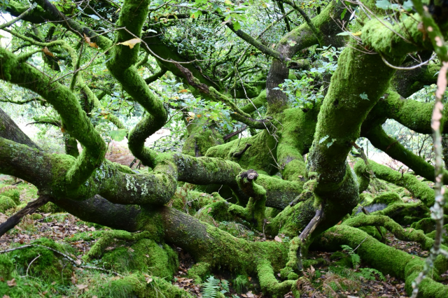 Serpentine branches