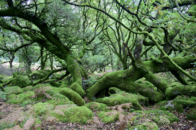 Low growing oak and rocks