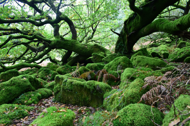 Oak forest with moss covered rocks