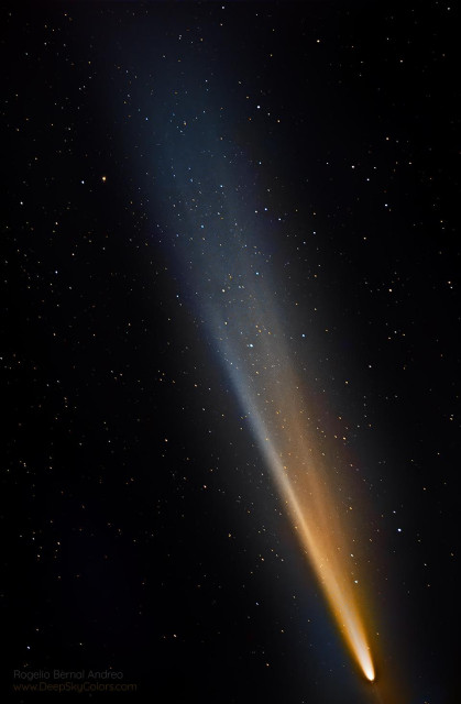 A photograph of a comet set against the night sky. The coma and nucleus are bright white and yellow at the bottom right of the picture, fading to pale blue at the upper left.